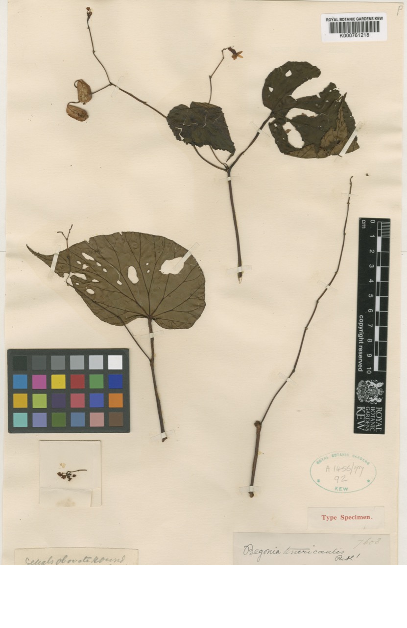 B. tenericaulis